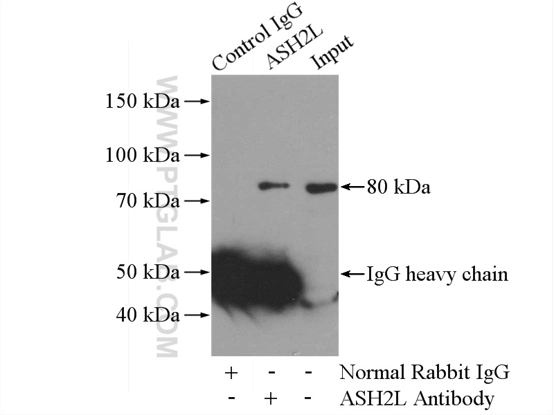 IP experiment of COLO 320 using 12331-1-AP