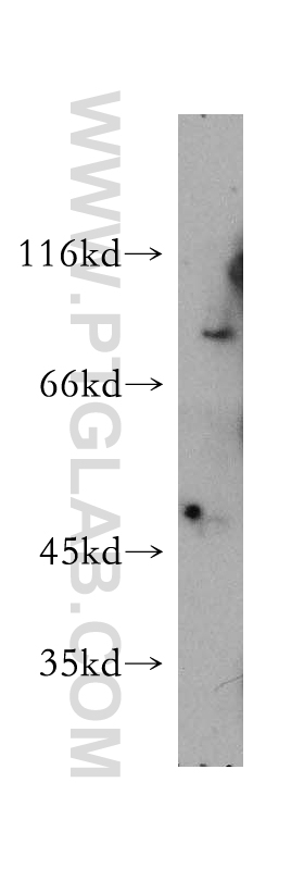 WB analysis of COS-7 using 12331-1-AP