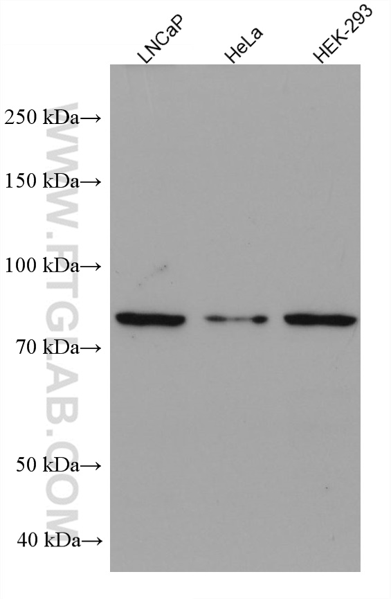 WB analysis using 67859-1-Ig