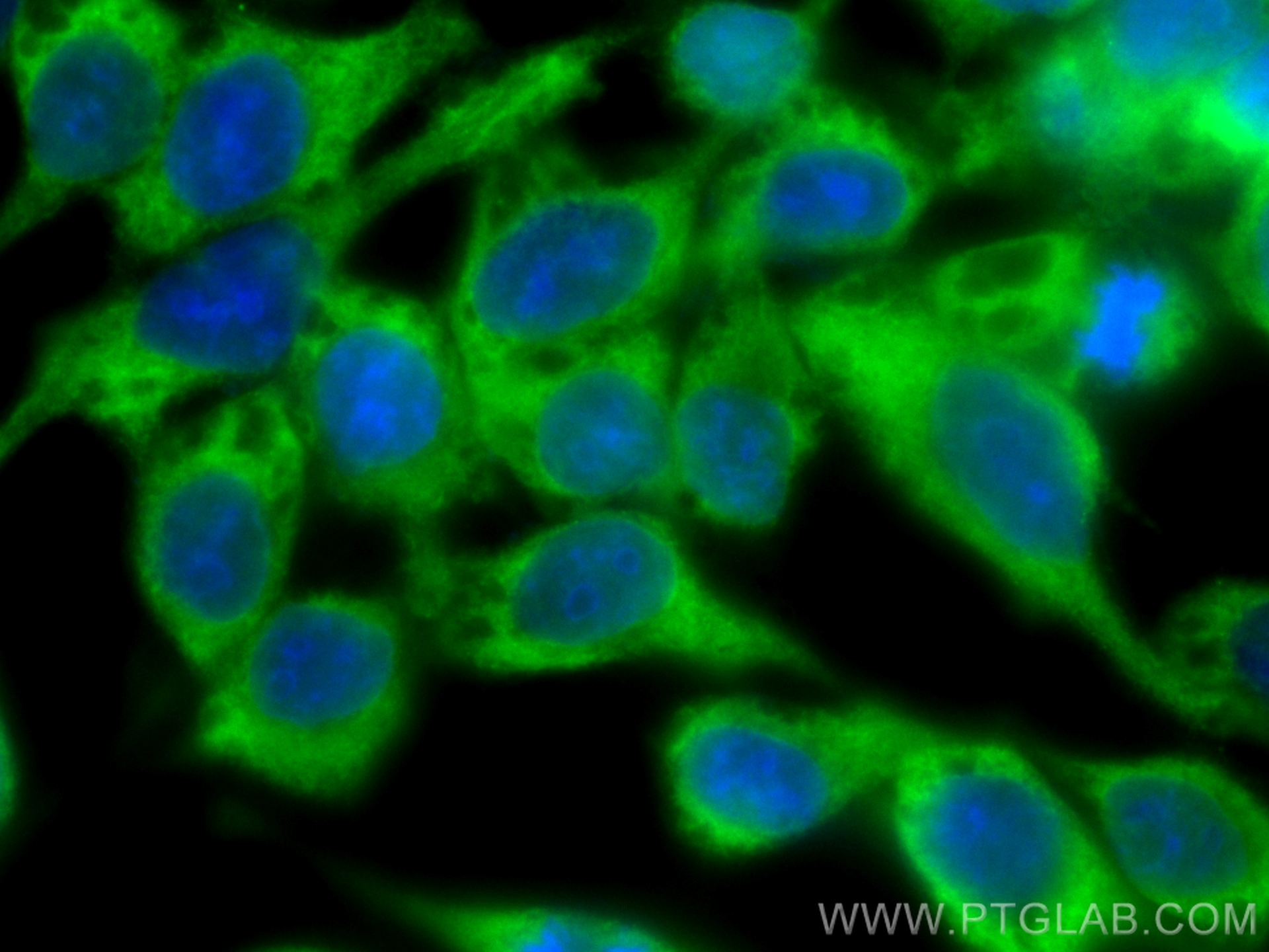 IF Staining of A431 using CL488-67072