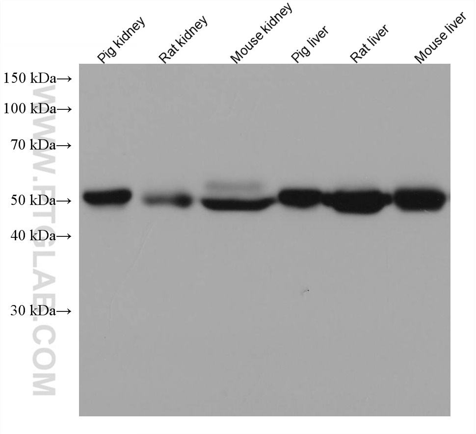 WB analysis using 67692-1-Ig