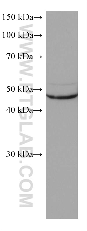 WB analysis of K-562 using 67692-1-Ig