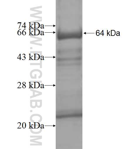 ASL fusion protein Ag10007 SDS-PAGE