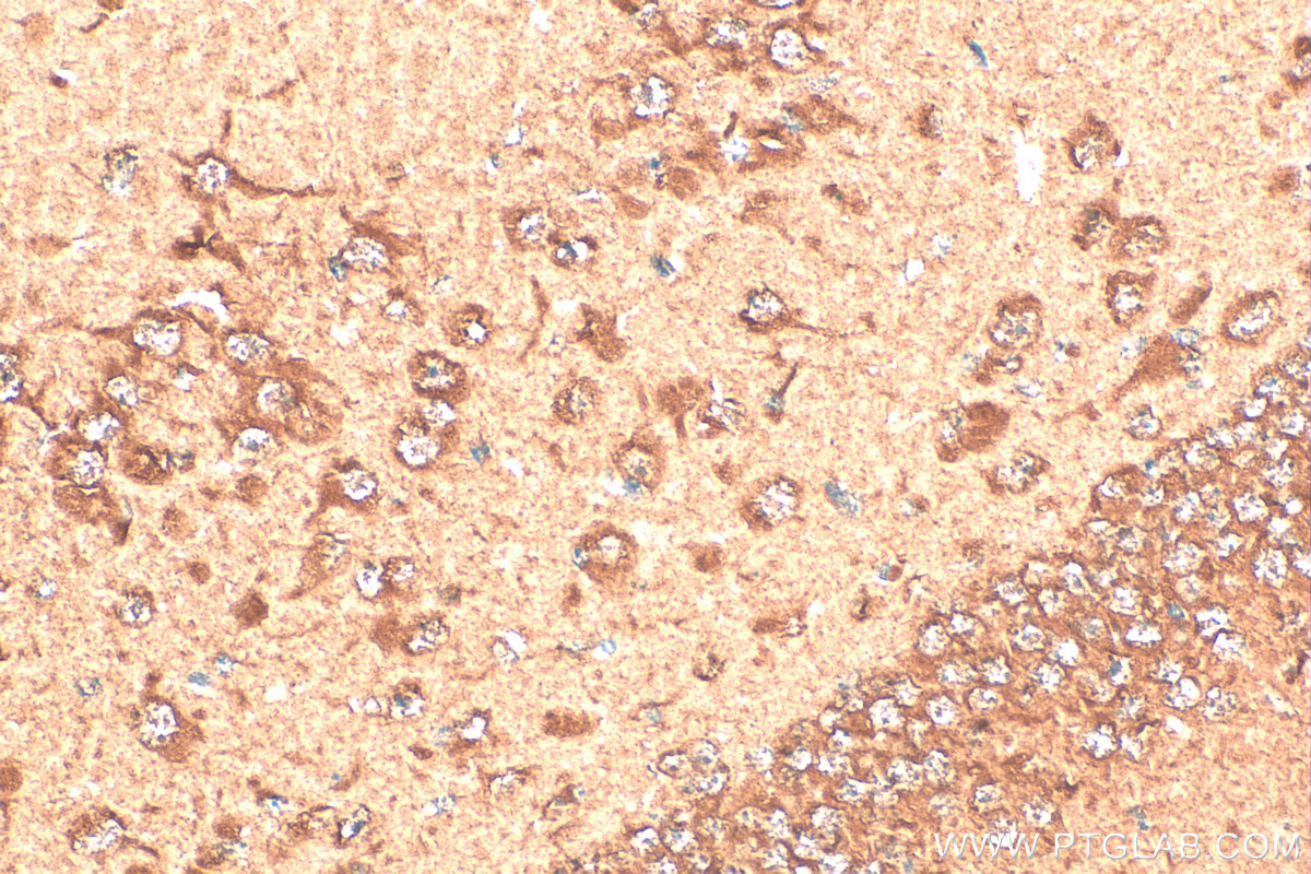 Immunohistochemical analysis of paraffin-embedded mouse brain tissue slide using 15450-1-AP (ASNA1 antibody) at dilution of 1:200 (under 40x lens). Heat mediated antigen retrieval with Tris-EDTA buffer (pH 9.0). IHC staining of mouse brain using 15450-1-AP