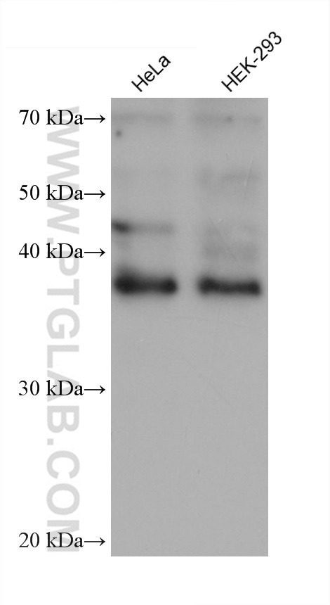 WB analysis using 66346-1-Ig