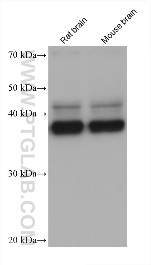 WB analysis using 66346-1-Ig