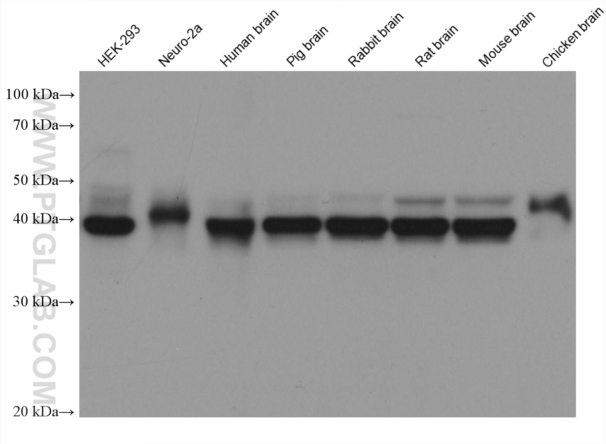 WB analysis using 66346-1-Ig
