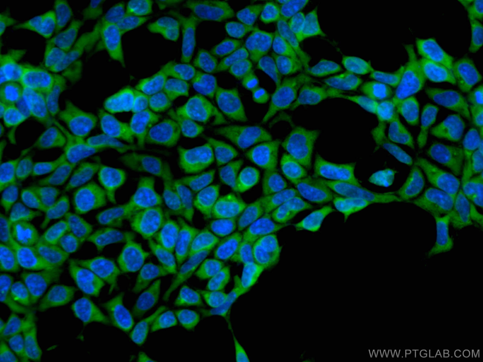 IF Staining of HEK-293 using CL488-66346