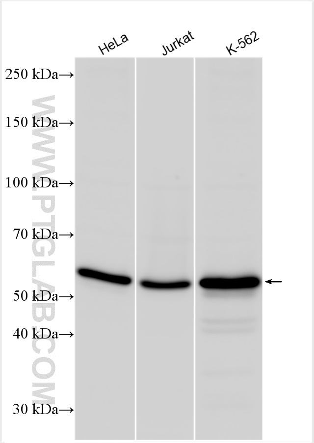 WB analysis using 14681-1-AP