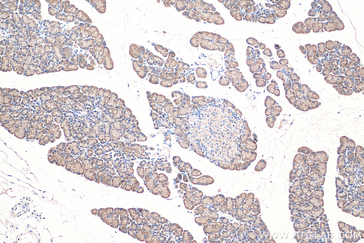 IHC staining of rat pancreas using 68004-1-Ig
