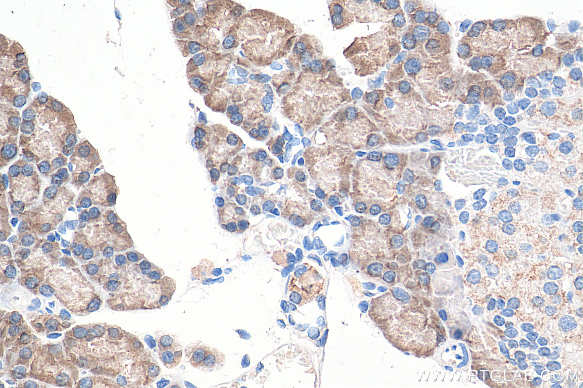IHC staining of rat pancreas using 68004-1-Ig