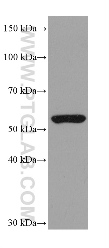 WB analysis of K-562 using 68004-1-Ig