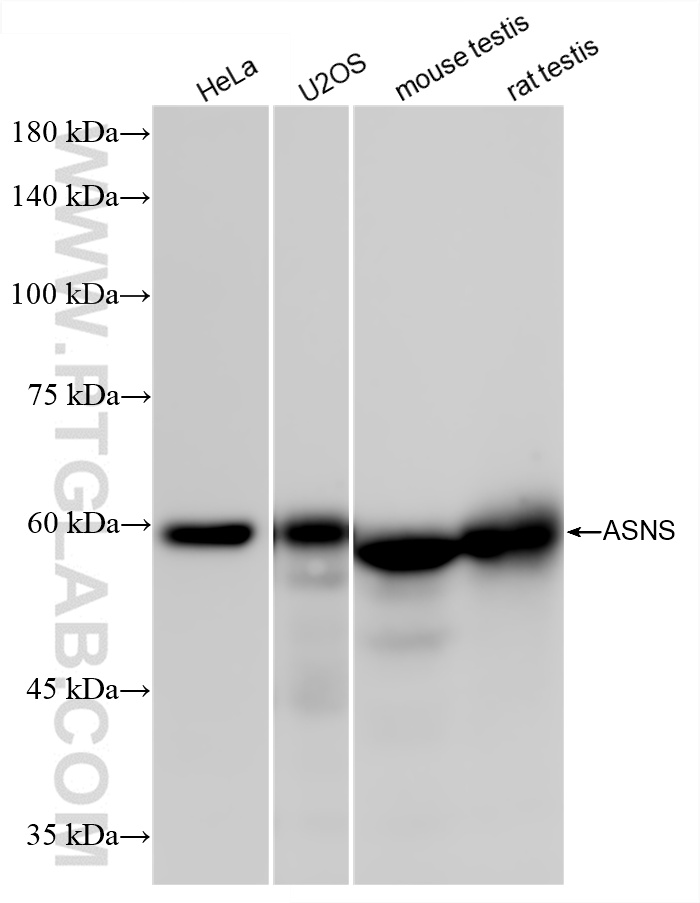 WB analysis using 85892-1-RR (same clone as 85892-1-PBS)