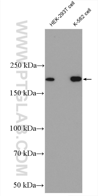 WB analysis using 26223-1-AP