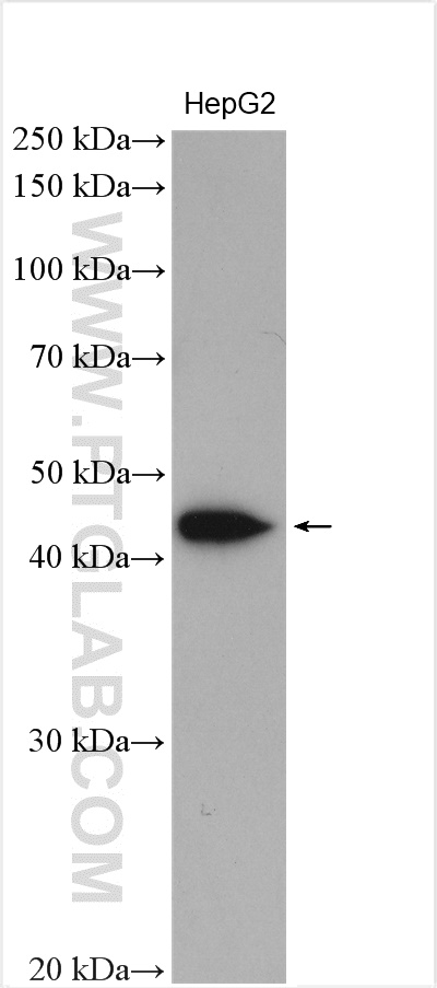 WB analysis of HepG2 using 27602-1-AP