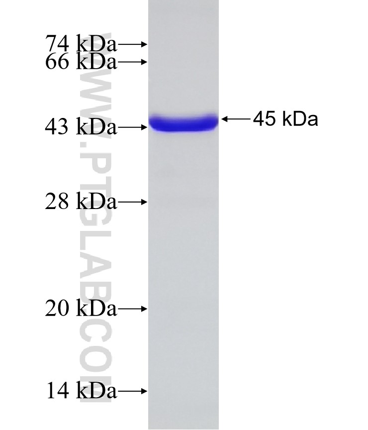 ASRGL1 fusion protein Ag32732 SDS-PAGE ASRGL1 fusion protein Ag32732 SDS-PAGE