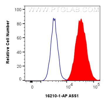 1x10^6 HeLa cells were intracellularly stained with 0.25 ug ASS1 Polyclonal antibody (16210-1-AP) and CoraLite®488-Conjugated Goat Anti-Rabbit IgG(H+L) (<a class='green' href='/productredirect?CatalogNo=SA00013-2' target='_blank'>SA00013-2</a>)(red), or 0.25 ug Isotype Control (blue). Cells were fixed and permeabilized with Intracellular Flow Cytometry Fixation & Permeabilization Buffer Kit (<a class='green' href='/productredirect?CatalogNo=PF00019' target='_blank'>PF00019</a>). FC experiment of HeLa using 16210-1-AP