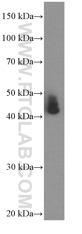 WB analysis of pig liver using 66036-1-Ig (same clone as 66036-1-PBS)
