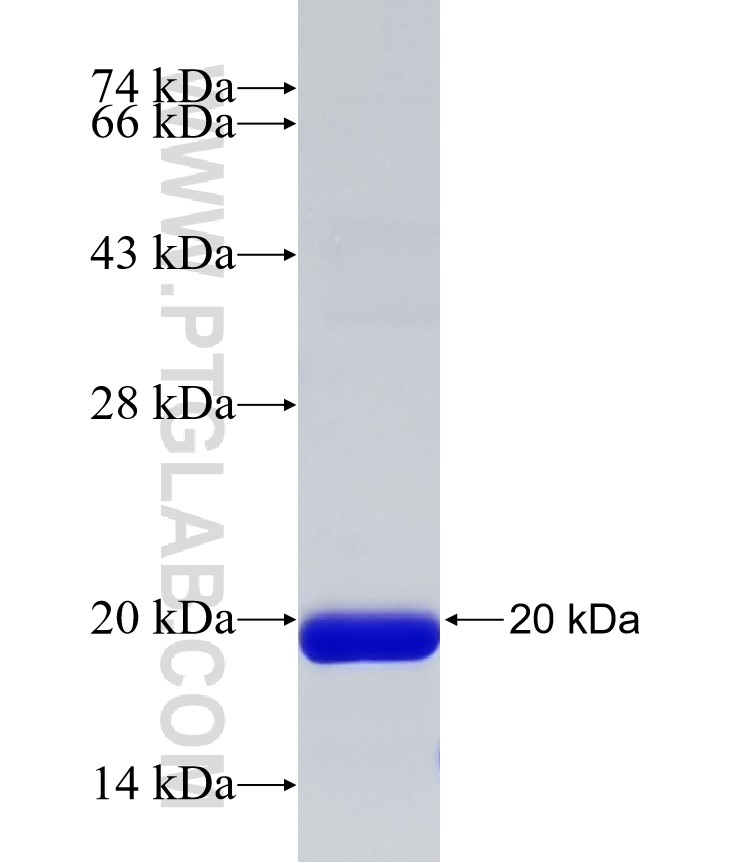 ASTE1 fusion protein Ag32354 SDS-PAGE