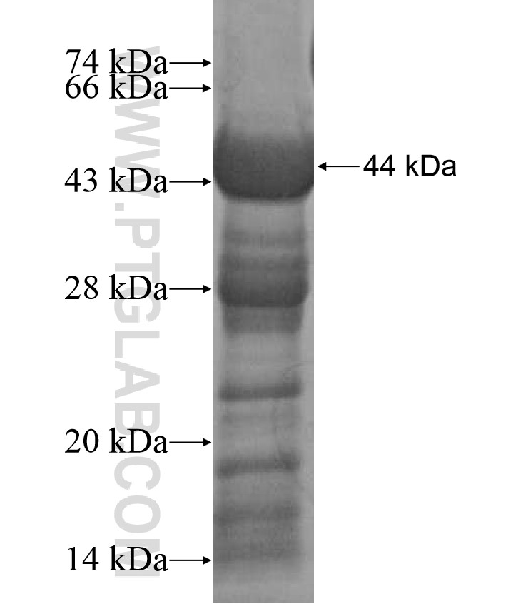 ASTL fusion protein Ag17331 SDS-PAGE ASTL fusion protein Ag17331 SDS-PAGE