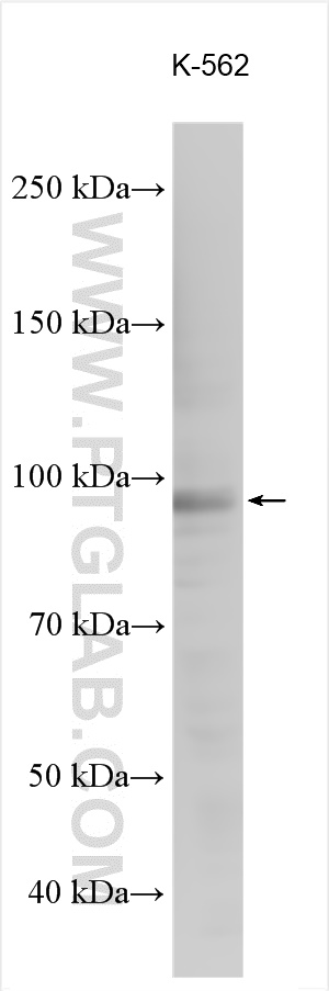 WB analysis using 27042-1-AP