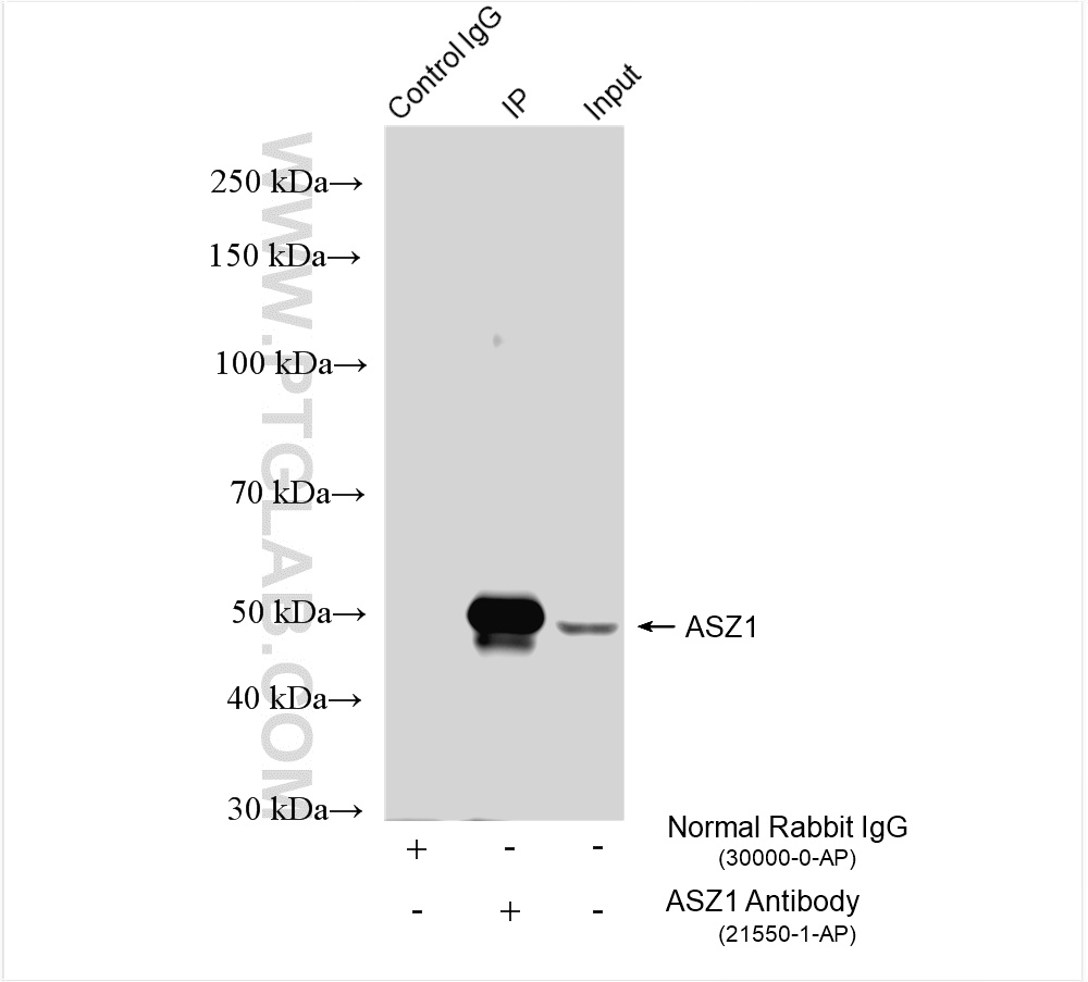 IP experiment of mouse testis using 21550-1-AP