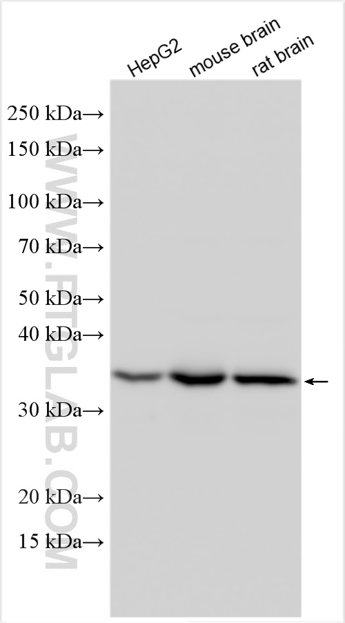 WB analysis using 16882-1-AP