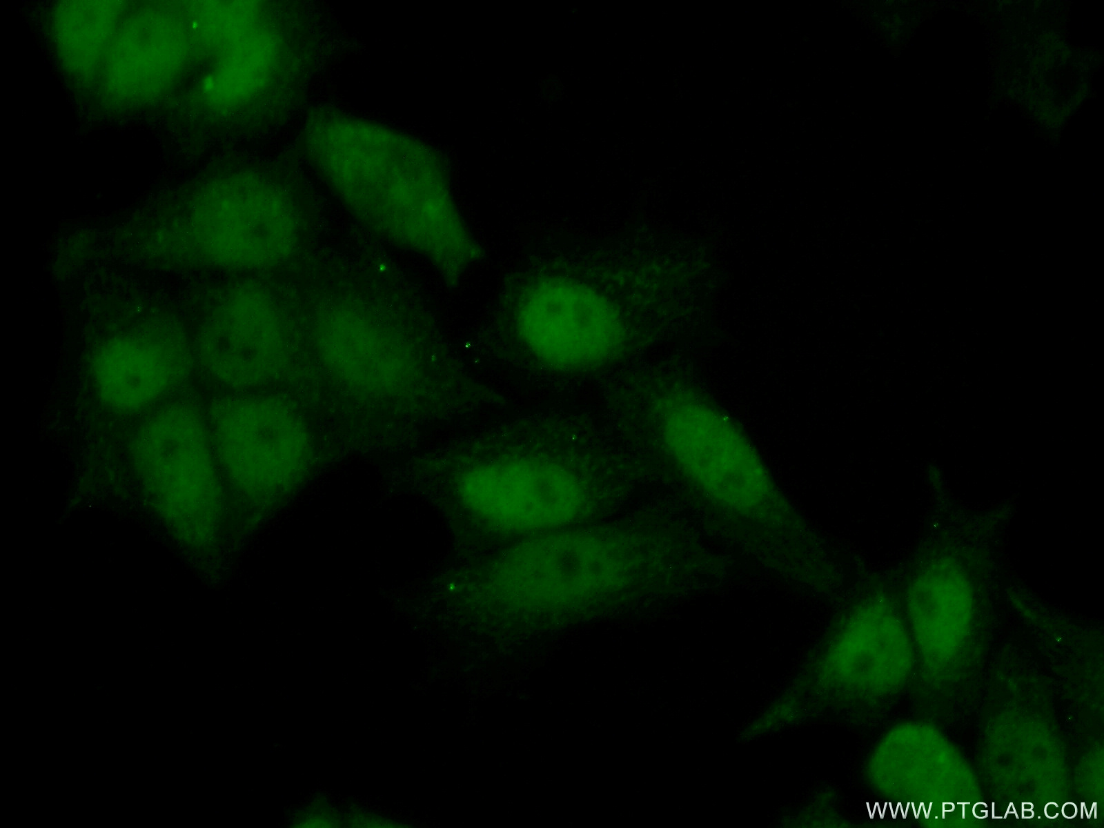 IF Staining of HeLa using 23894-1-AP