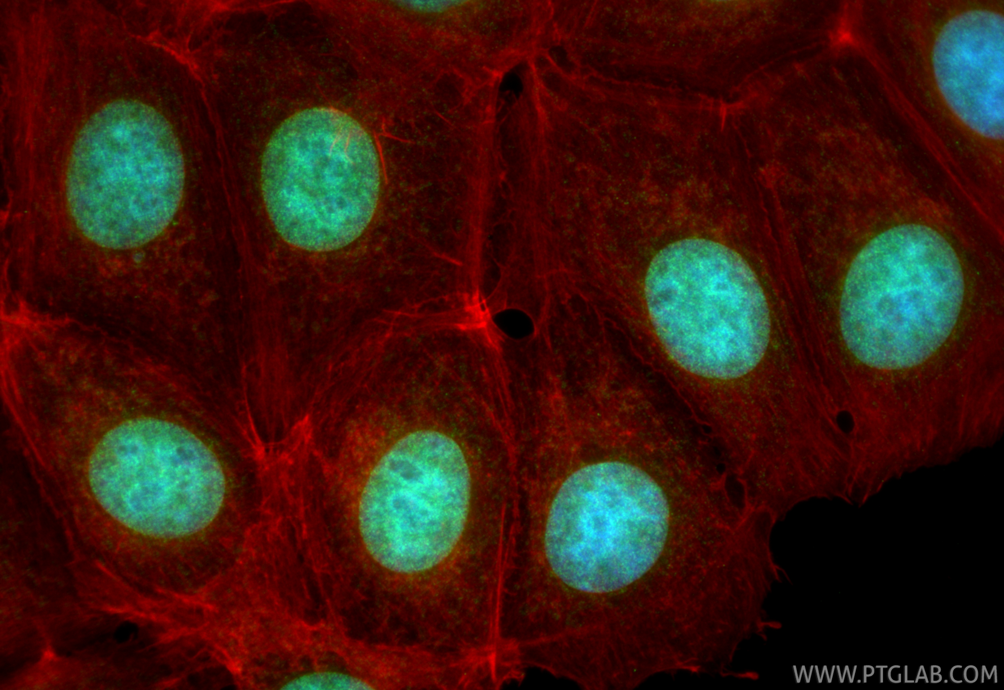 IF Staining of MCF-7 using 23894-1-AP