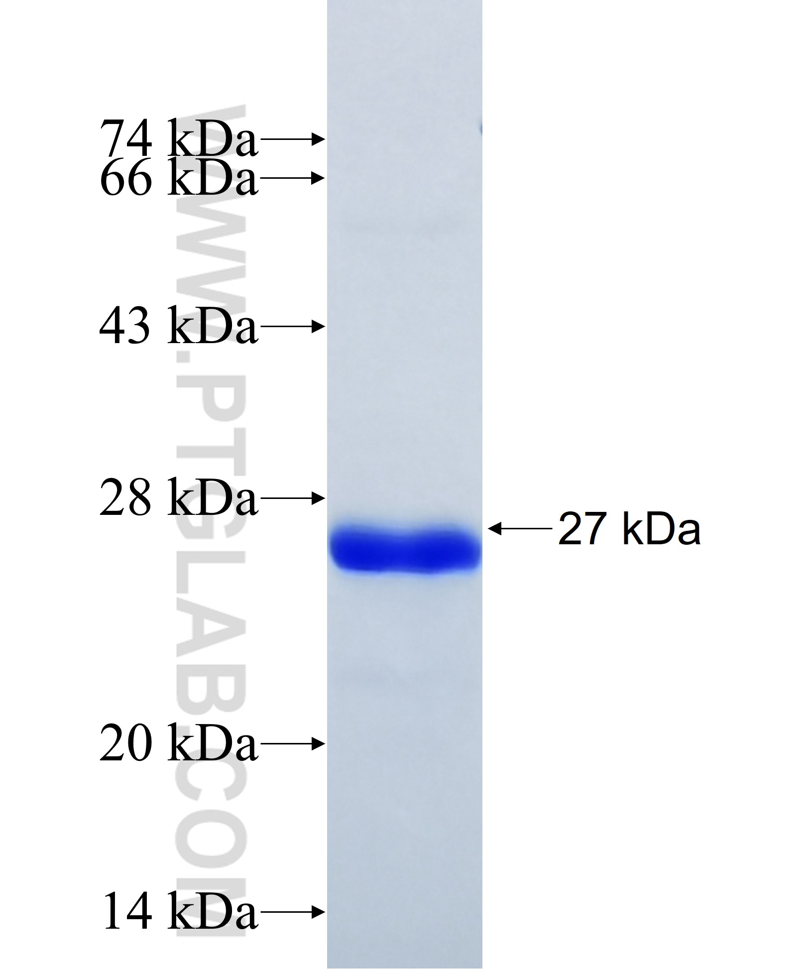 ATF3 fusion protein Ag8512 SDS-PAGE ATF3 fusion protein Ag8512 SDS-PAGE