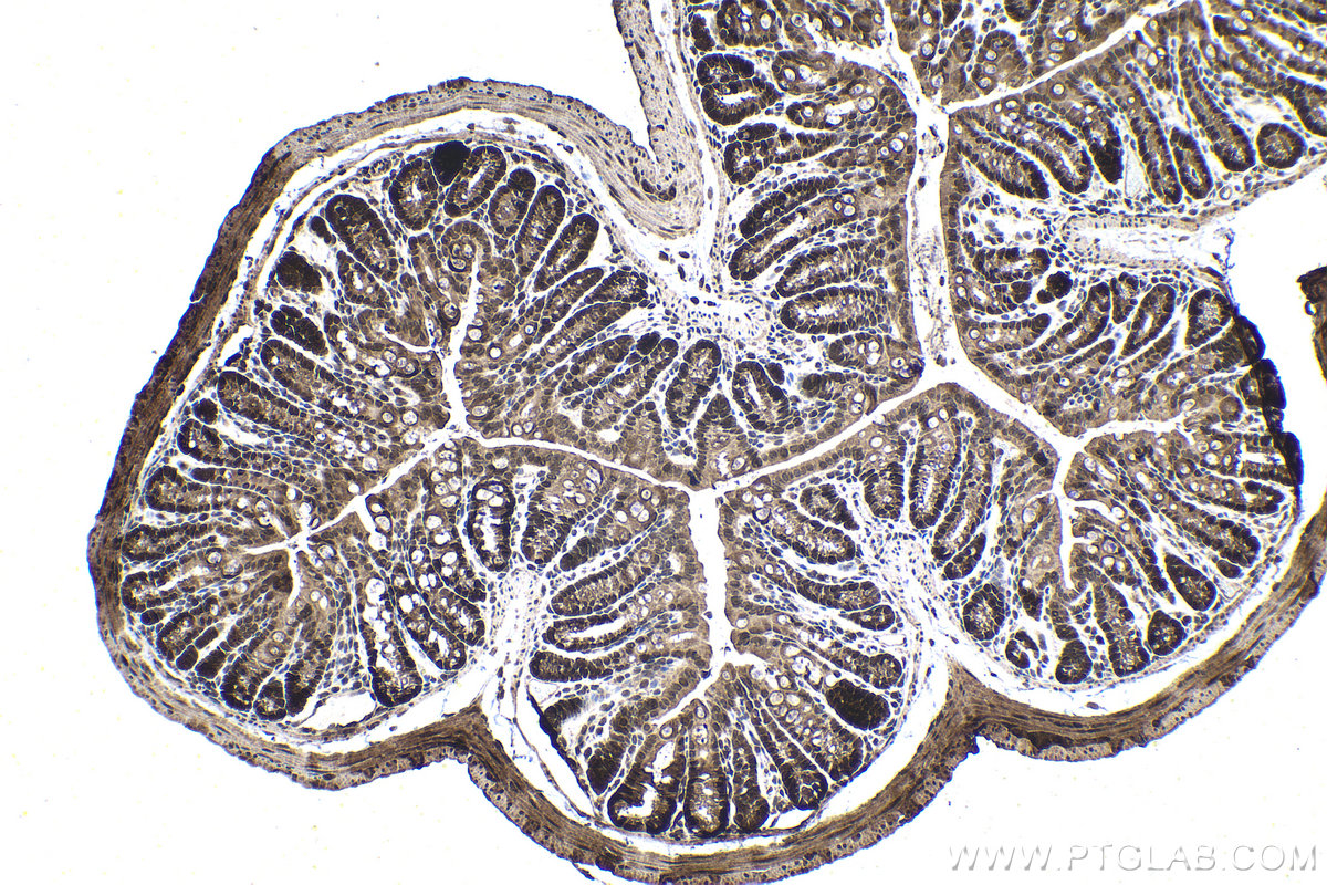 IHC staining of mouse colon using 10835-1-AP