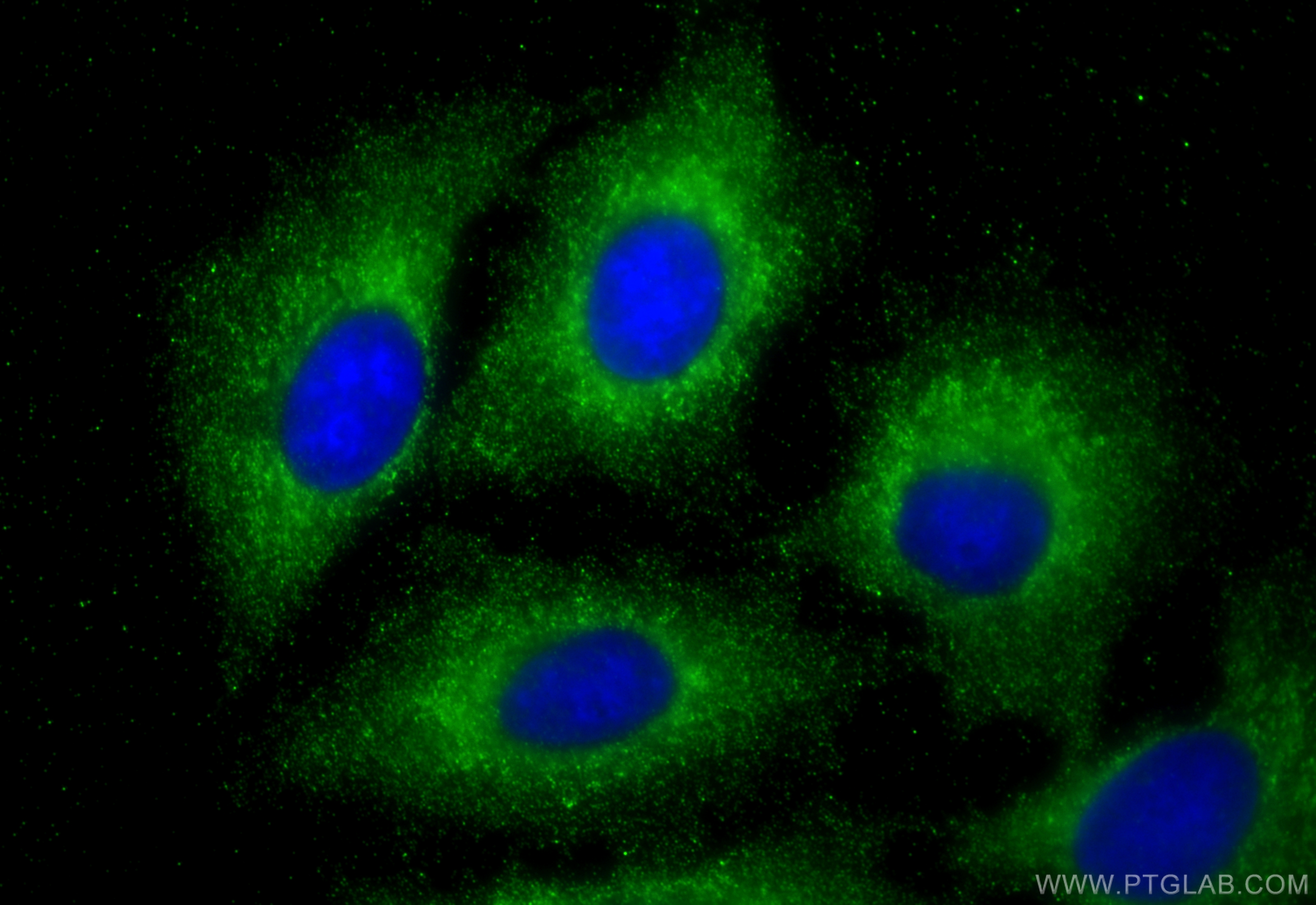 IF Staining of A549 using 60035-1-Ig
