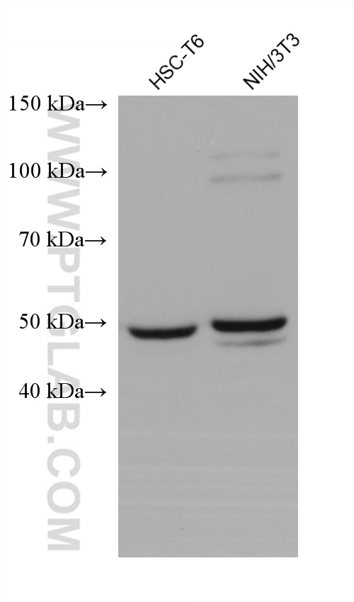 WB analysis using 60035-1-Ig (same clone as 60035-1-PBS)