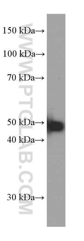 ATF4 Monoclonal antibody