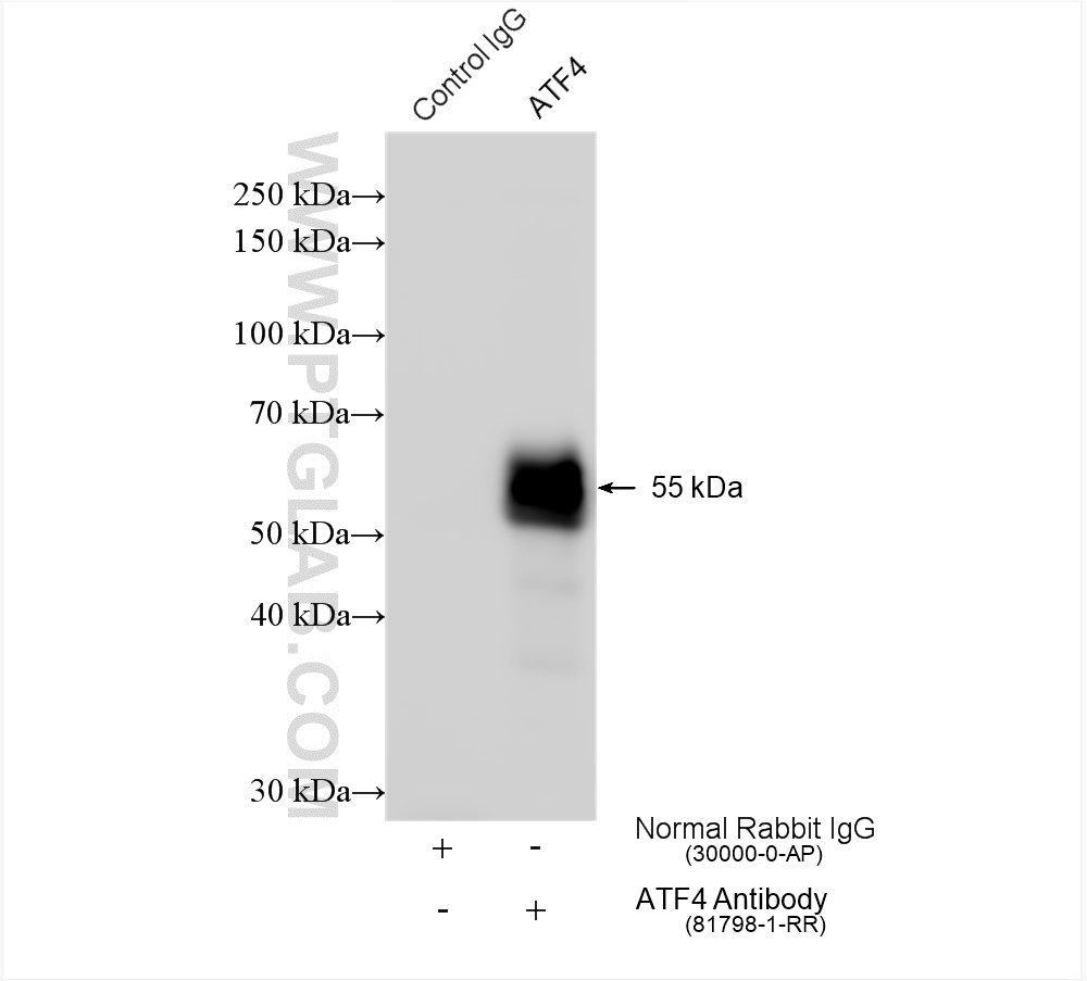 ATF4 antibody (81798-1-RR) | Proteintech | 武汉三鹰生物技术有限公司