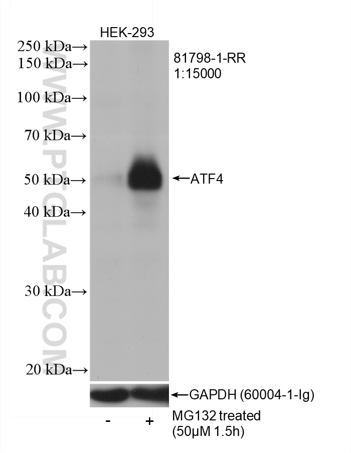 WB analysis of HEK-293 using 81798-1-RR