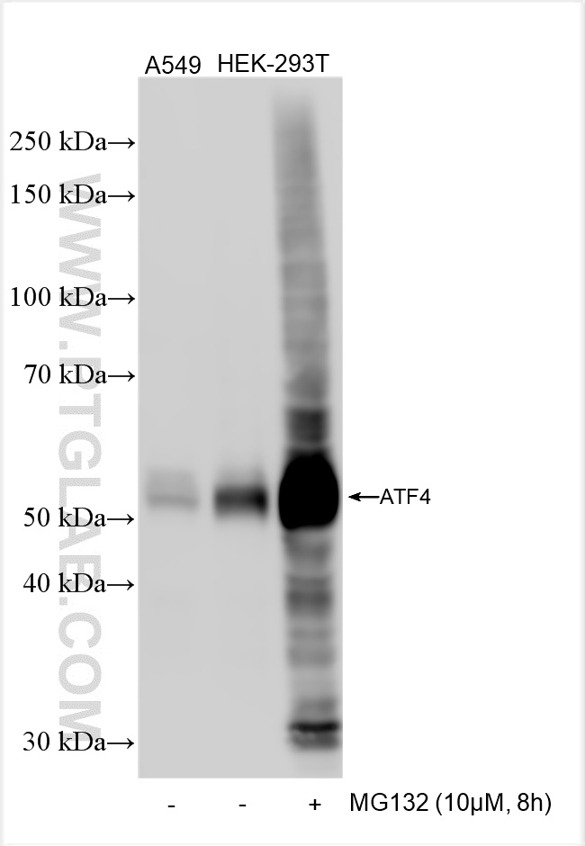 WB analysis using 81798-2-RR (same clone as 81798-2-PBS)
