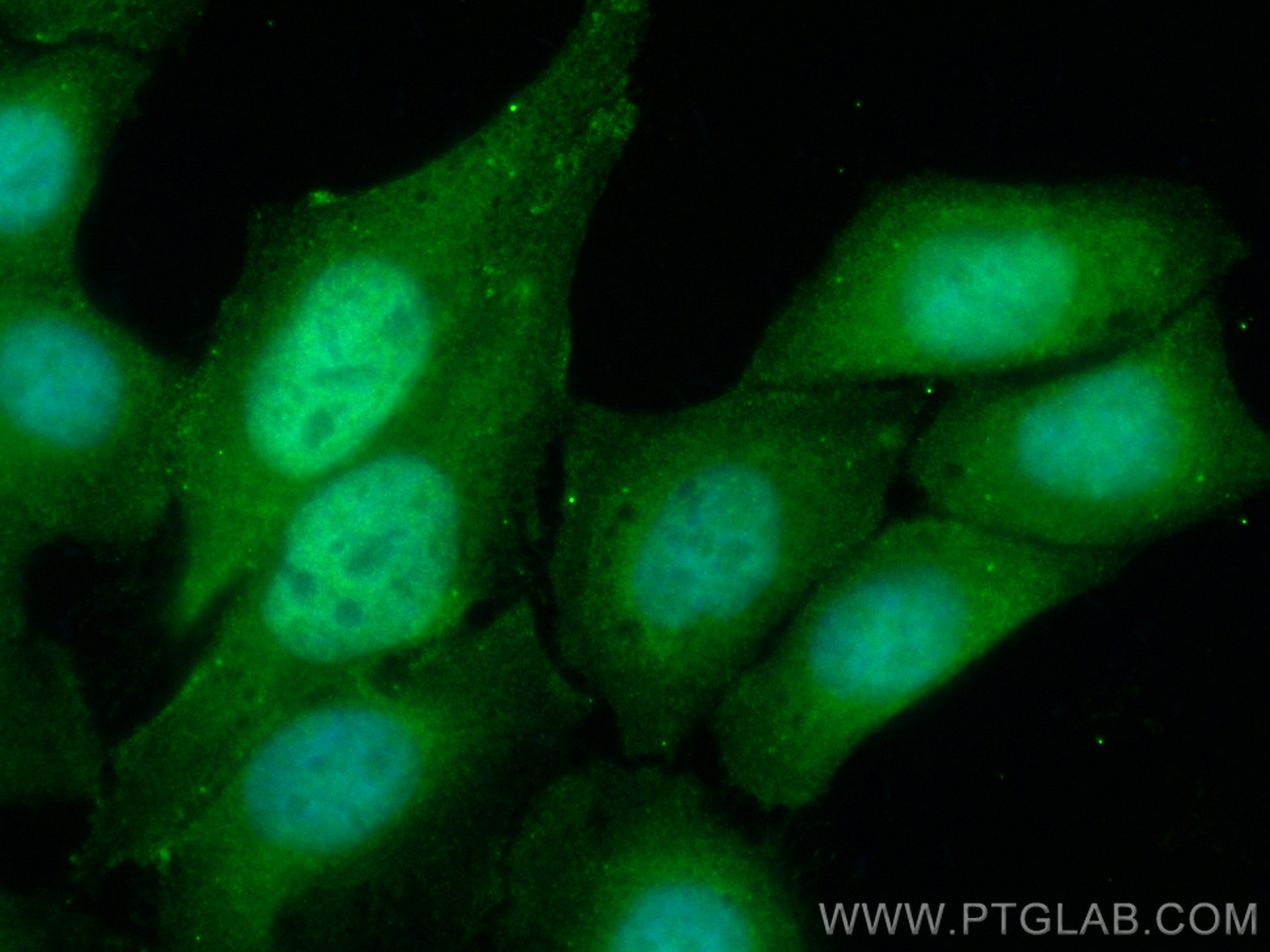 IF Staining of HepG2 using FITC-10835