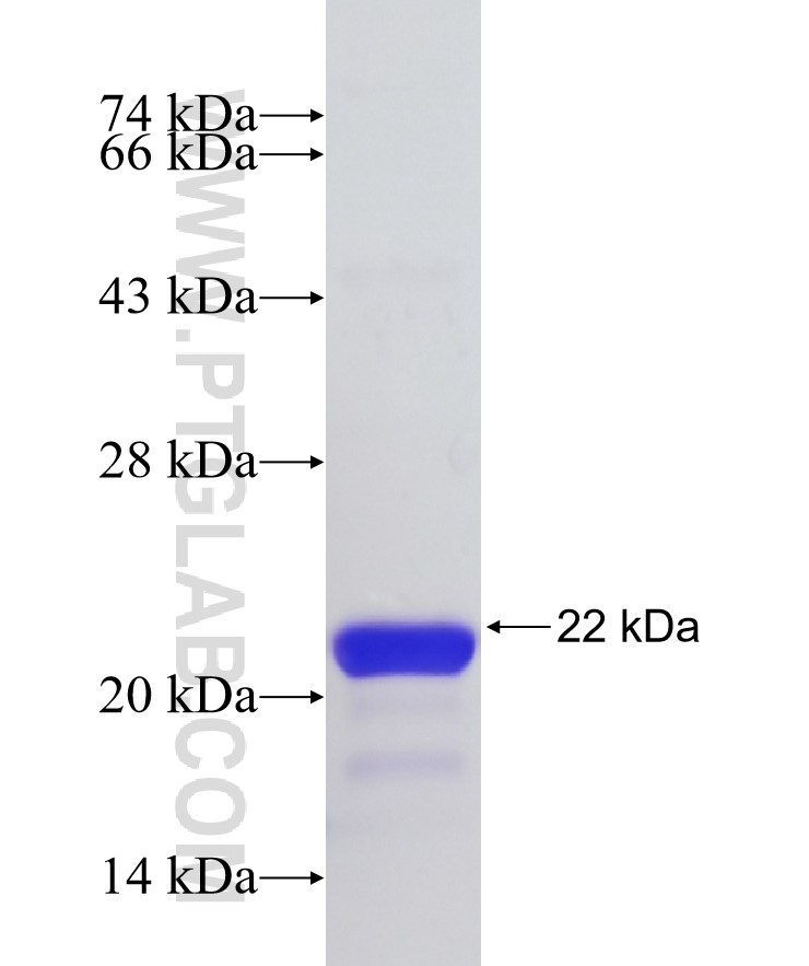 ATF5 fusion protein Ag33929 SDS-PAGE