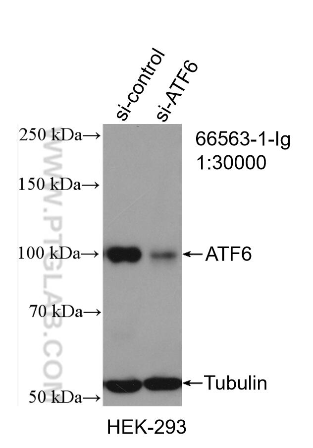 WB analysis of HEK-293 using 66563-1-Ig