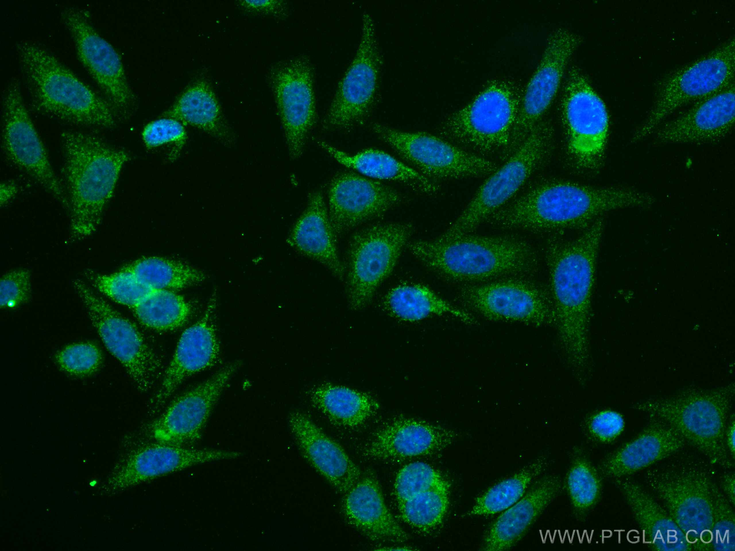 IF Staining of HepG2 using CL488-66563