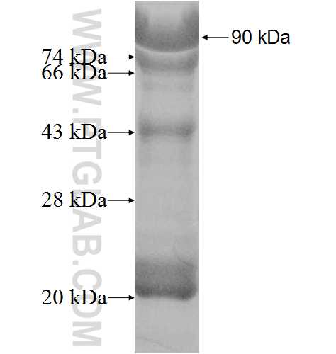 ATF6B fusion protein Ag8502 SDS-PAGE