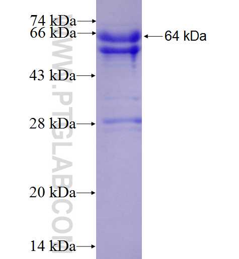 ATF7IP fusion protein Ag6341 SDS-PAGE