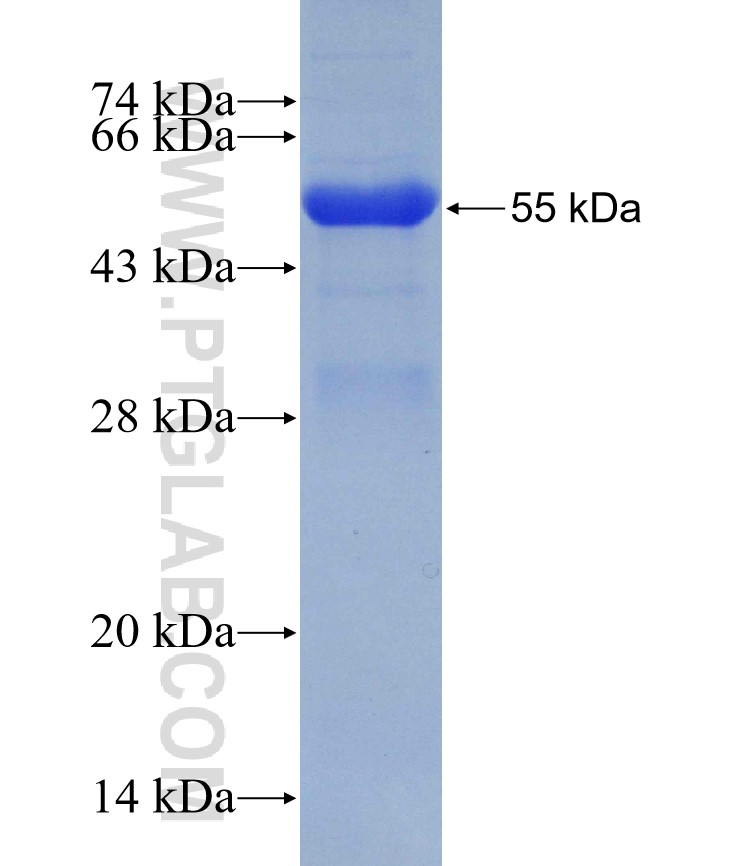 ATG10 fusion protein Ag4052 SDS-PAGE