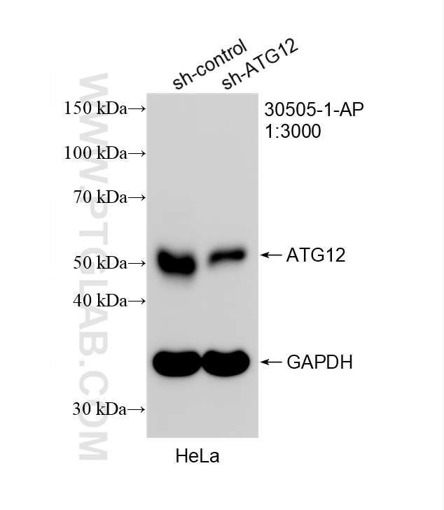 WB analysis of HeLa using 30505-1-AP