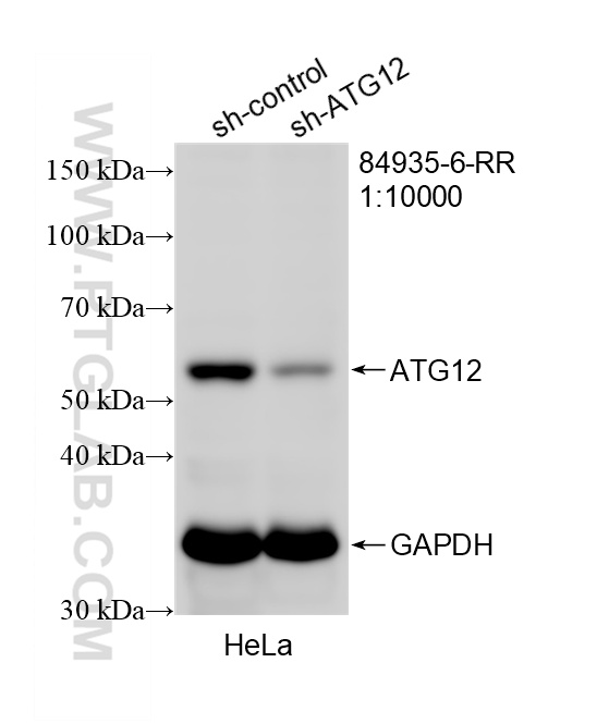 WB analysis of HeLa using 84935-6-RR