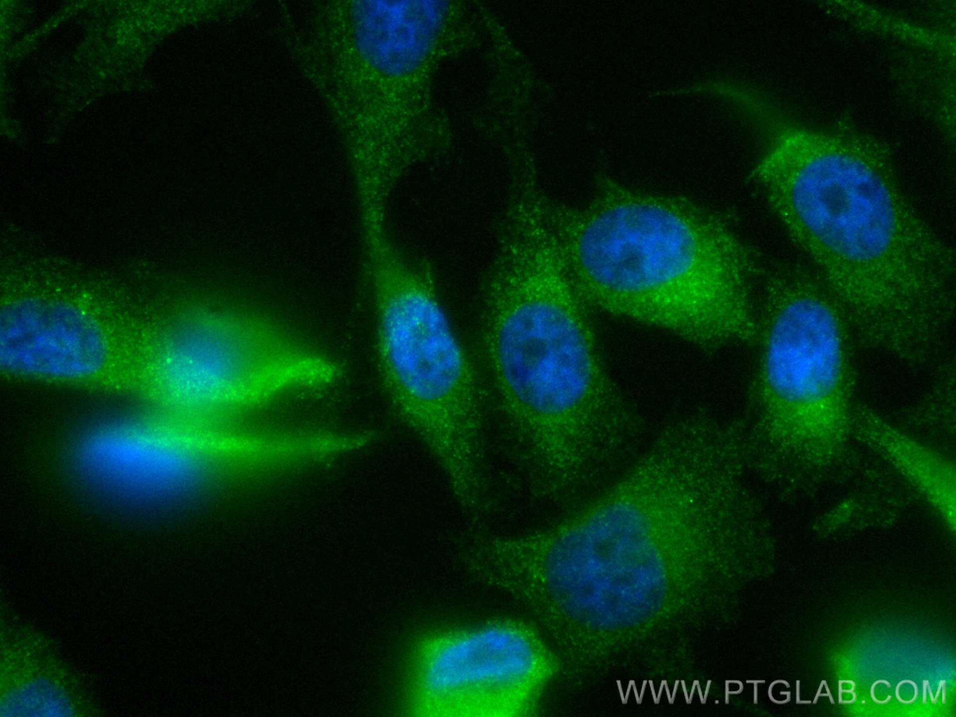 IF Staining of PC-3 using CL488-11264