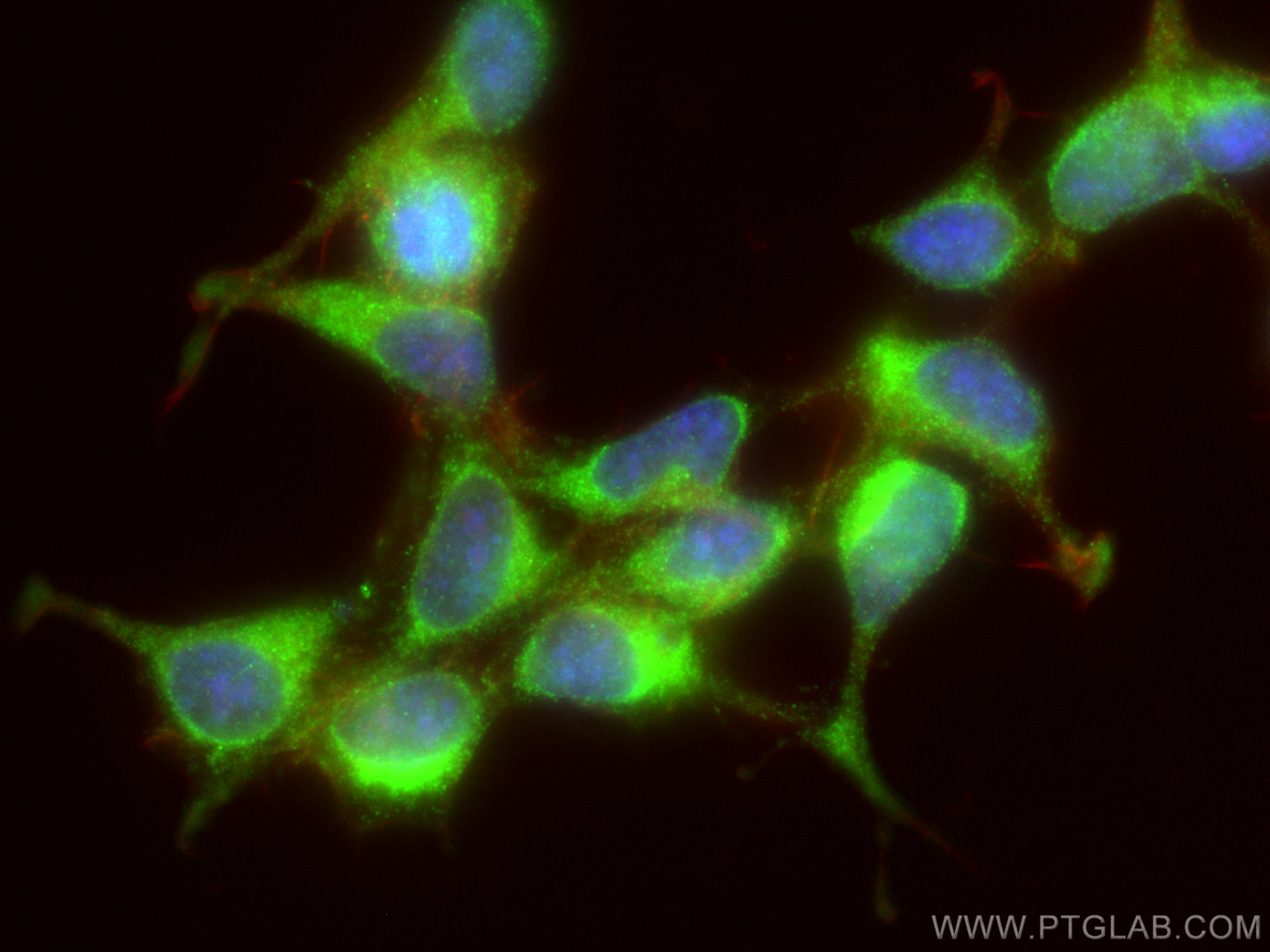 IF Staining of HEK-293 using 29445-1-AP