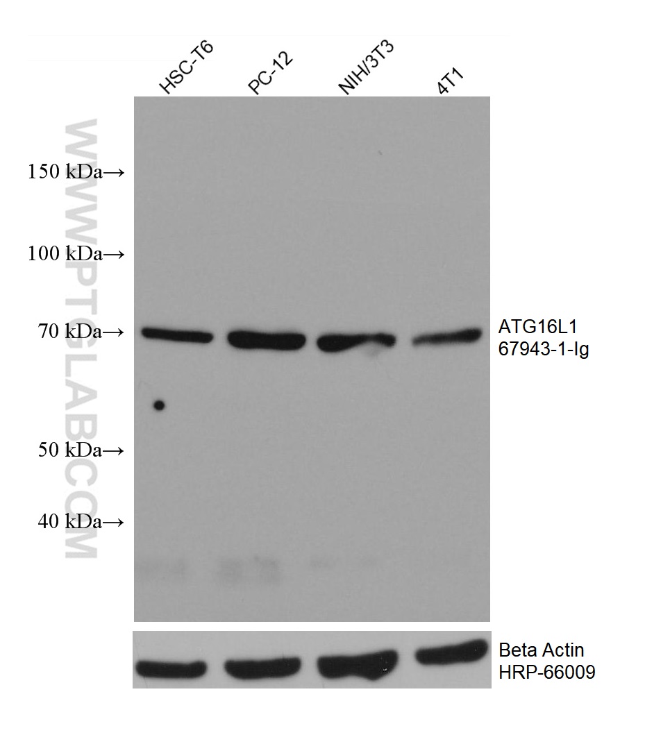 WB analysis using 67943-1-Ig