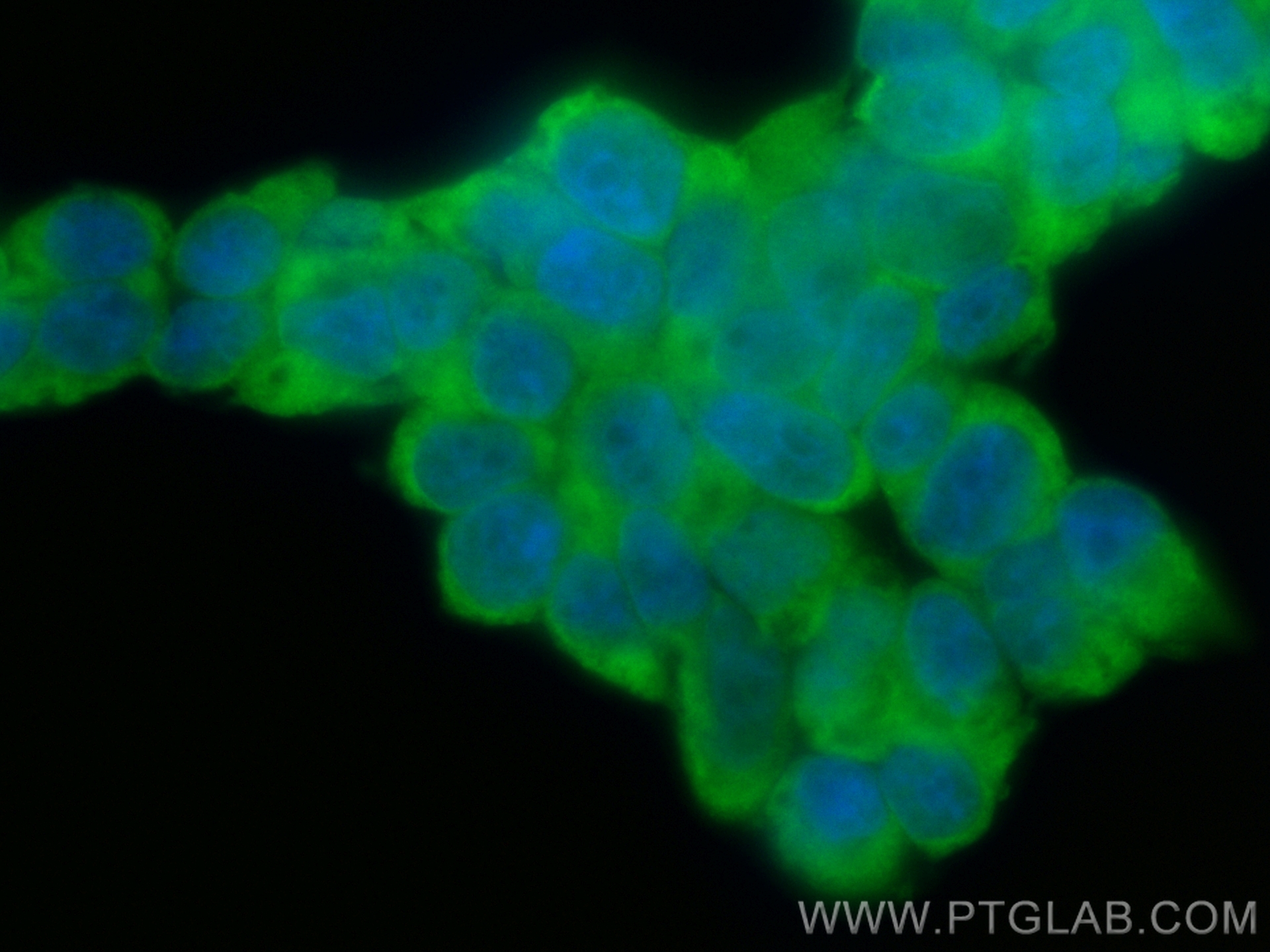 IF Staining of HEK-293 using CL488-29445